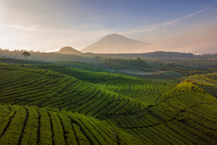 Čajové plantáže na Jáve