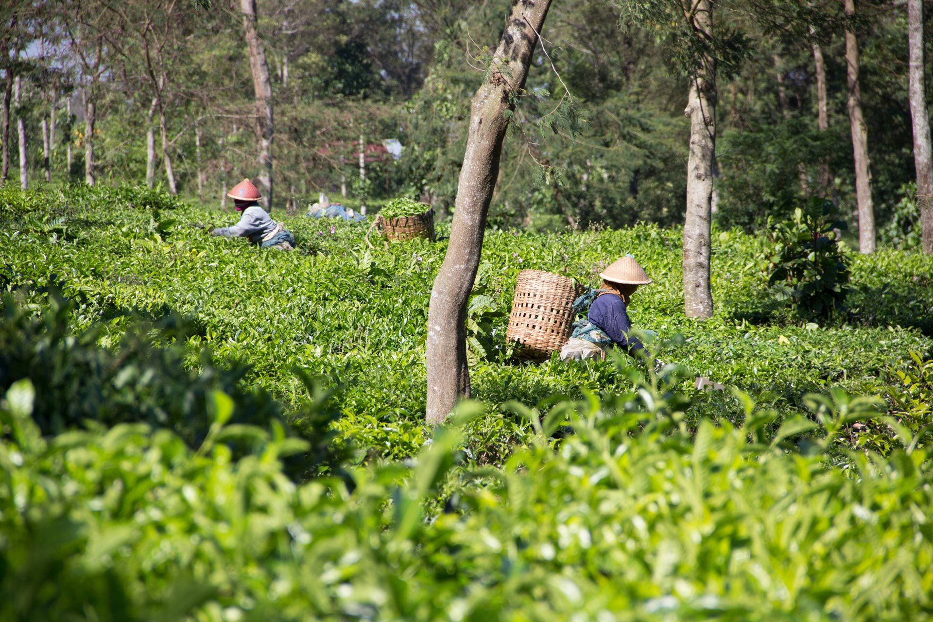 Zberači čajových lístkov na Jáve
