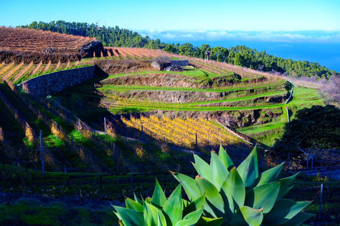 La Palma: zelený ostrov pre fanúšikov vína i dobrodruhov
