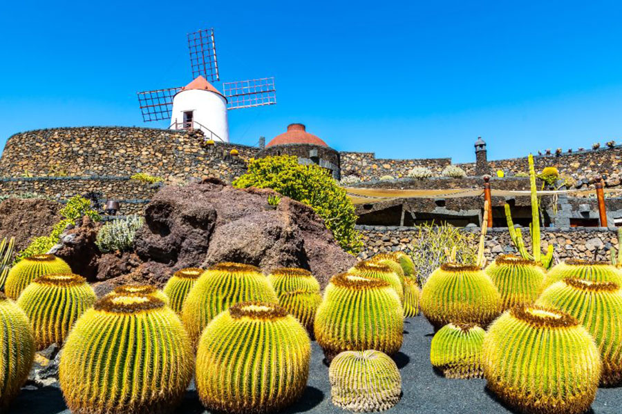 Kdeže, to nie sú zárodky Votrelcov, ale Kaktusová záhrada na Lanzarote