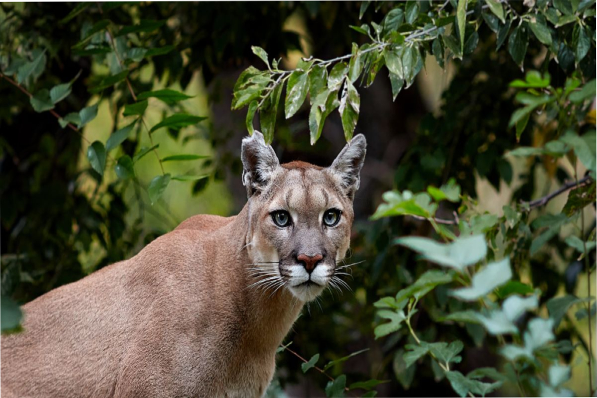 Puma