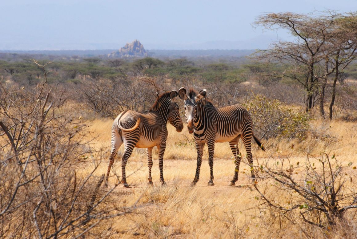 Dobrodružstvo medzi africkou divočinou v prírodnej rezervácii Shaba